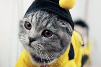 Copii tăi vor ca și animalele lor să se costumeze de Halloween? Haideți să-i ajutăm - RevistaMargot.ro